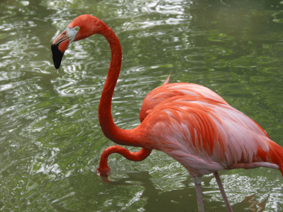 Florida’s flamingo population needs intervention for recovery, UCF study says