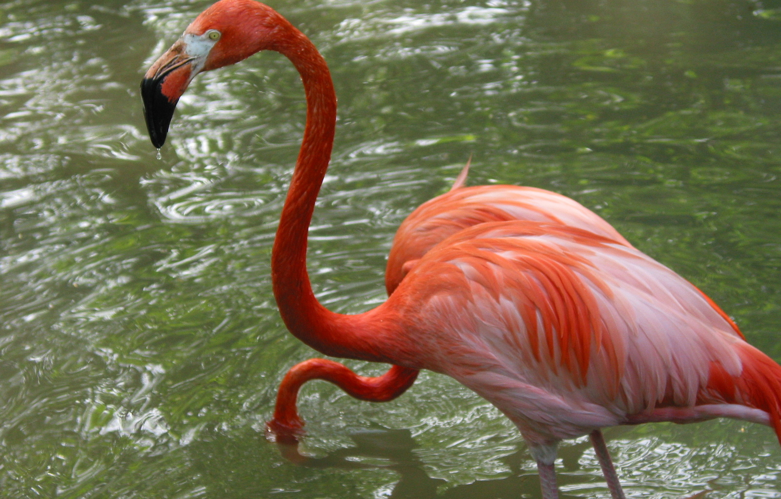 Florida's flamingo population needs intervention for recovery, UCF study says