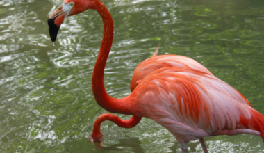Florida's flamingo population needs intervention for recovery, UCF study says