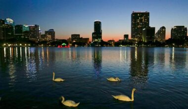 Officials suspect bird flu after 12 swans die at Orlando’s Lake Eola – Hartford Courant