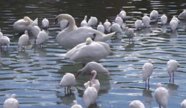‘Not as high as we thought:’ Officials probe cause of 11 bird deaths at Orlando’s Lake Eola