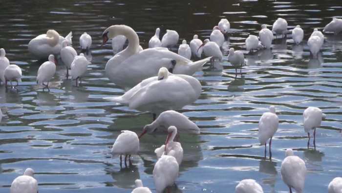‘Not as high as we thought:’ Officials probe cause of 11 bird deaths at Orlando’s Lake Eola