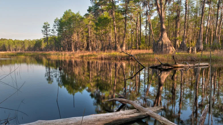 Reflection of trees on water in Pine Log State Forest in Ebro, Florida