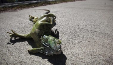 Florida cold front may cause iguanas to fall with the temperatures