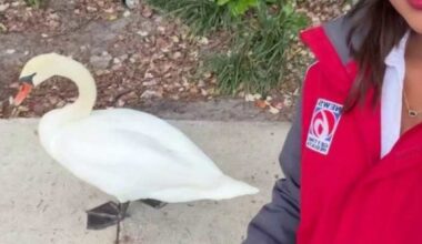 Officials probe cause of 11 bird deaths at Orlando’s Lake Eola