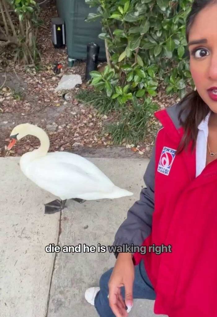 Officials probe cause of 11 bird deaths at Orlando’s Lake Eola