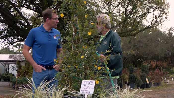 Protecting your plants properly for cold weather in Central Florida