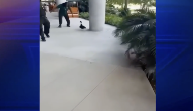 A man charges at a duck on the University of Miami campus