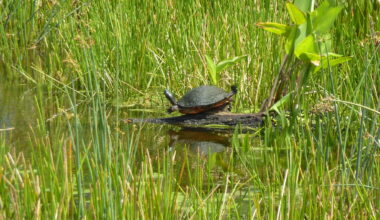 Guest commentary: Protect the waters of the United States - SANIBEL-CAPTIVA