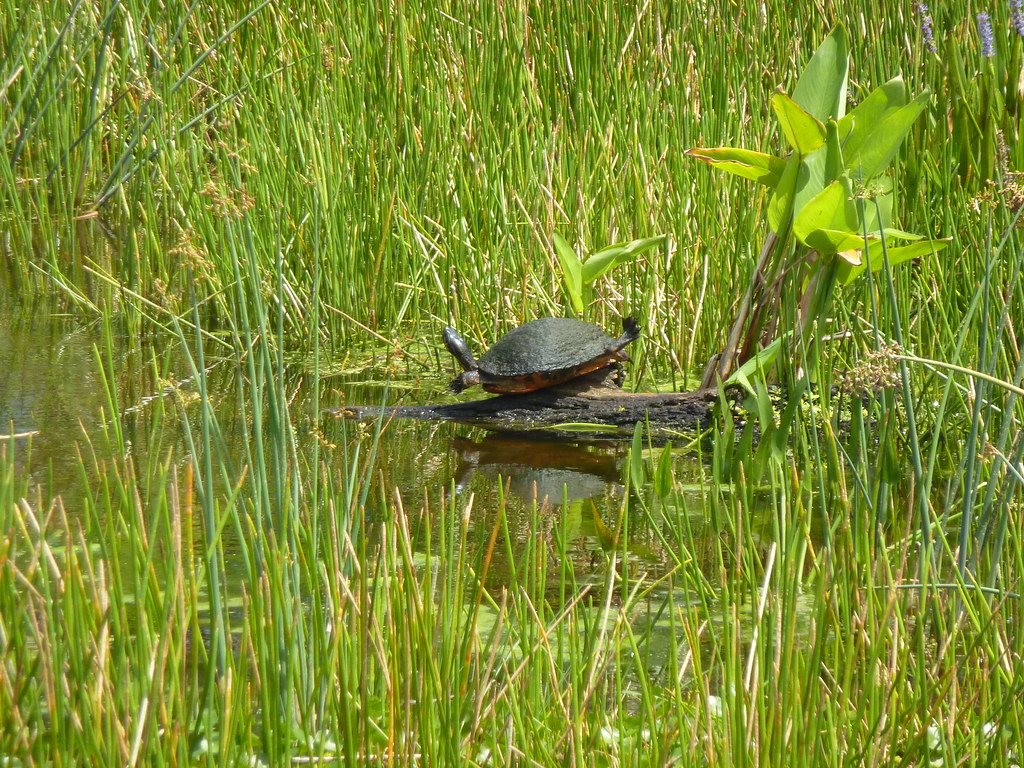 Guest commentary: Protect the waters of the United States - SANIBEL-CAPTIVA
