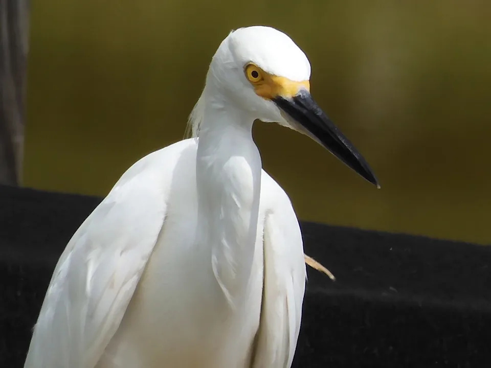 A snowy egret taken in Pine Island with a Nikon Coolpix.