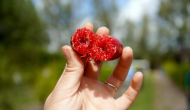 Is this going to be the next big fruit in Florida? Here’s the skinny