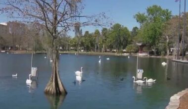 12 swans found dead at Lake Eola spark avian flu concerns