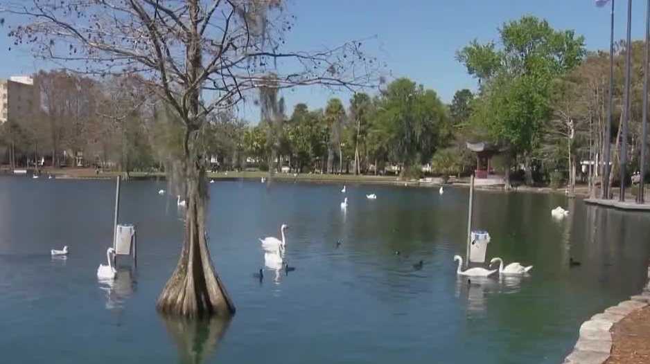 12 swans found dead at Lake Eola spark avian flu concerns