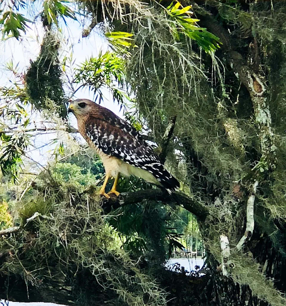 A hawk on the Caloosahatchee River in LaBelle. Taken with an iPhone.