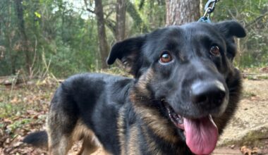 Claus and his friends are ready to join you for Christmas!