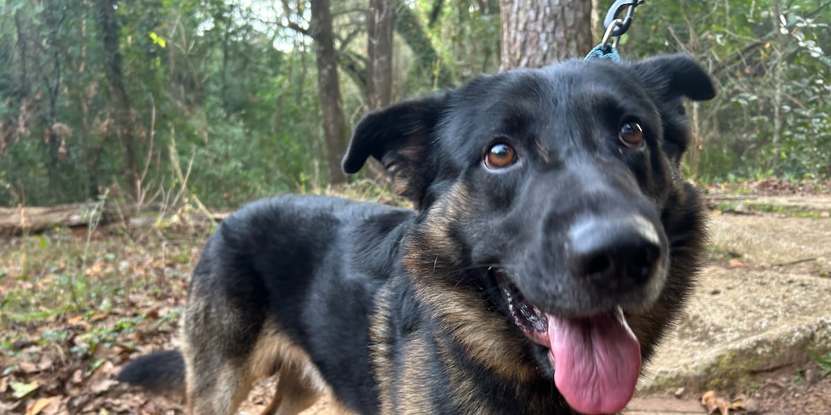 Claus and his friends are ready to join you for Christmas!