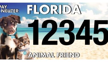 PURRR Adoption + Sanctuary Awarded $25,000 Grant from Florida Animal Friend