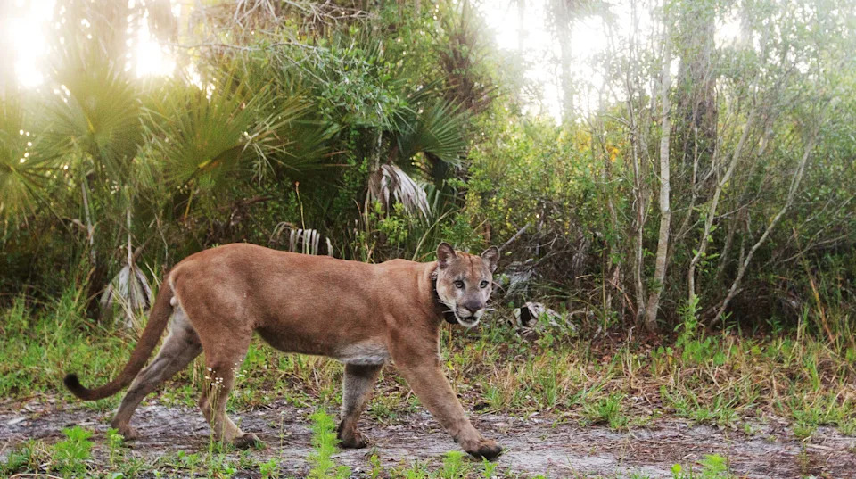 A collared male Florida panther passes through Corkscrew Regional Ecosystem Watershed in early May of 2025. Photographed with a remote camera trap system. The rare cats use CREW as a hunting grounds and wildlife corridor.