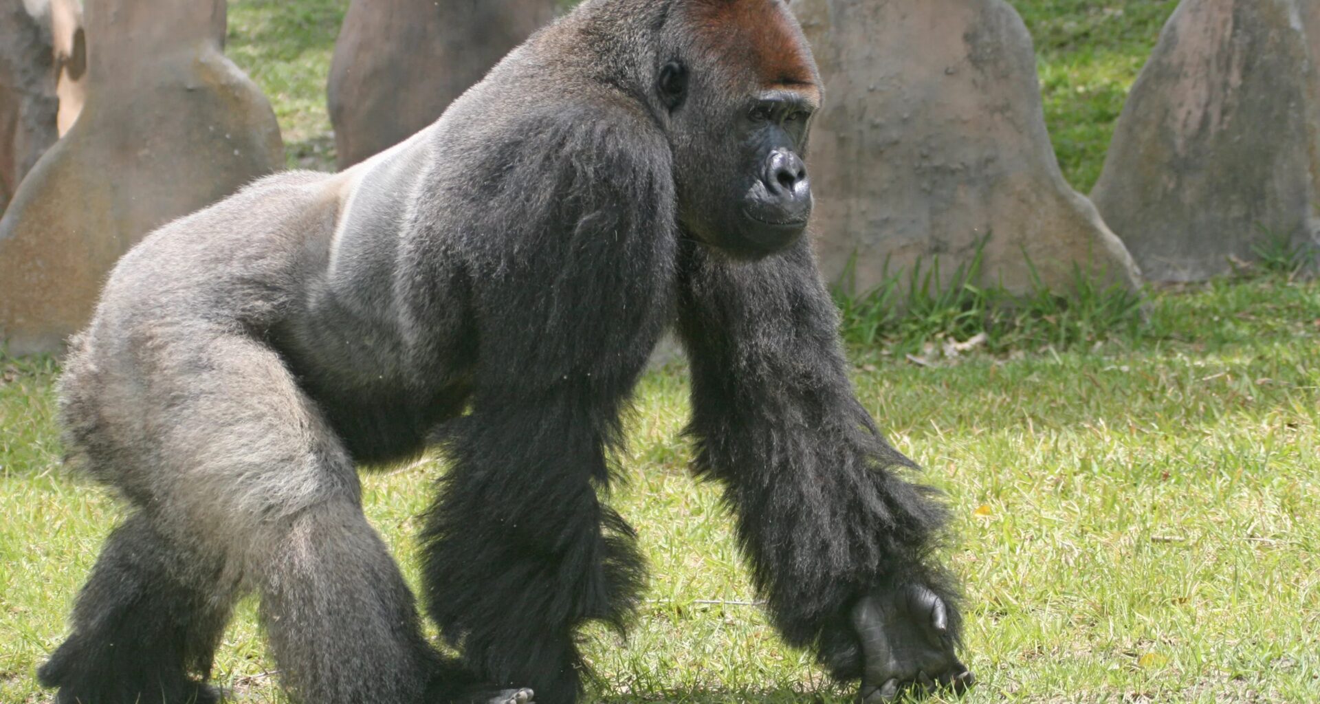 Zoo Miami Closed Indefinitely Due to Threat: What to Know