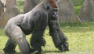 Zoo Miami Closed Indefinitely Due to Threat: What to Know