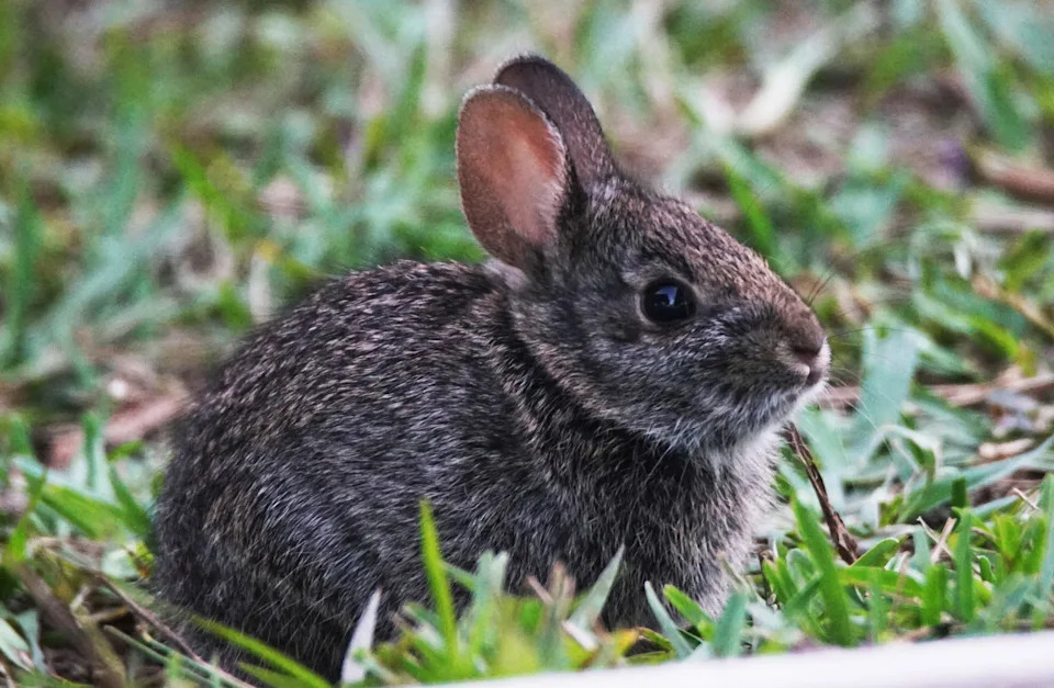 A baby bunny in Cape Coral. Taken with a Sony slta68 and Tamron 150-600mm lens.