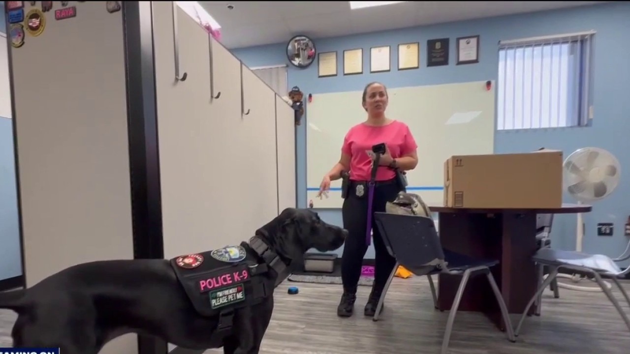 Gulfport police therapy dog