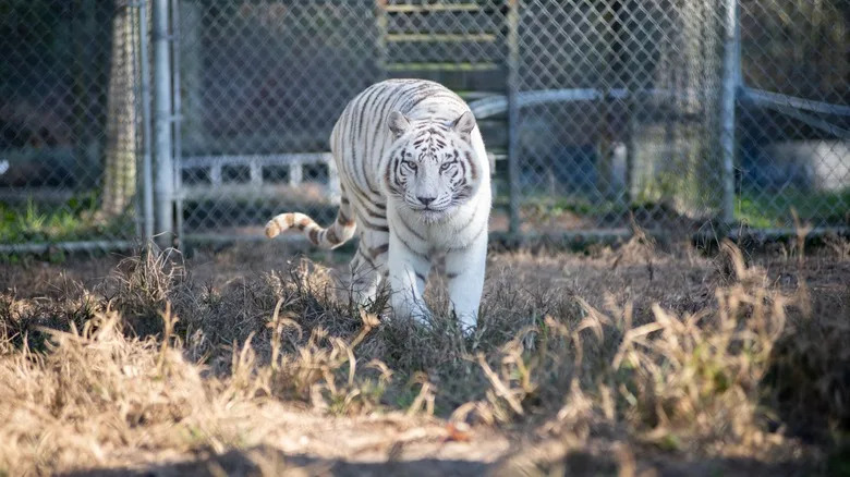 A white tiger in Catty Shack Ranch