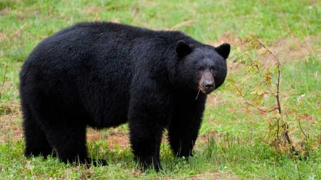 FWC reveals Florida's black bear hunt results