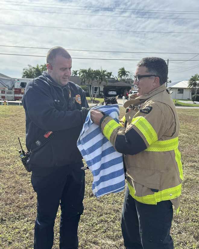 Cape Coral canal cat rescue