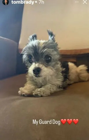Tom Brady/Instagram Tom Brady's dog
