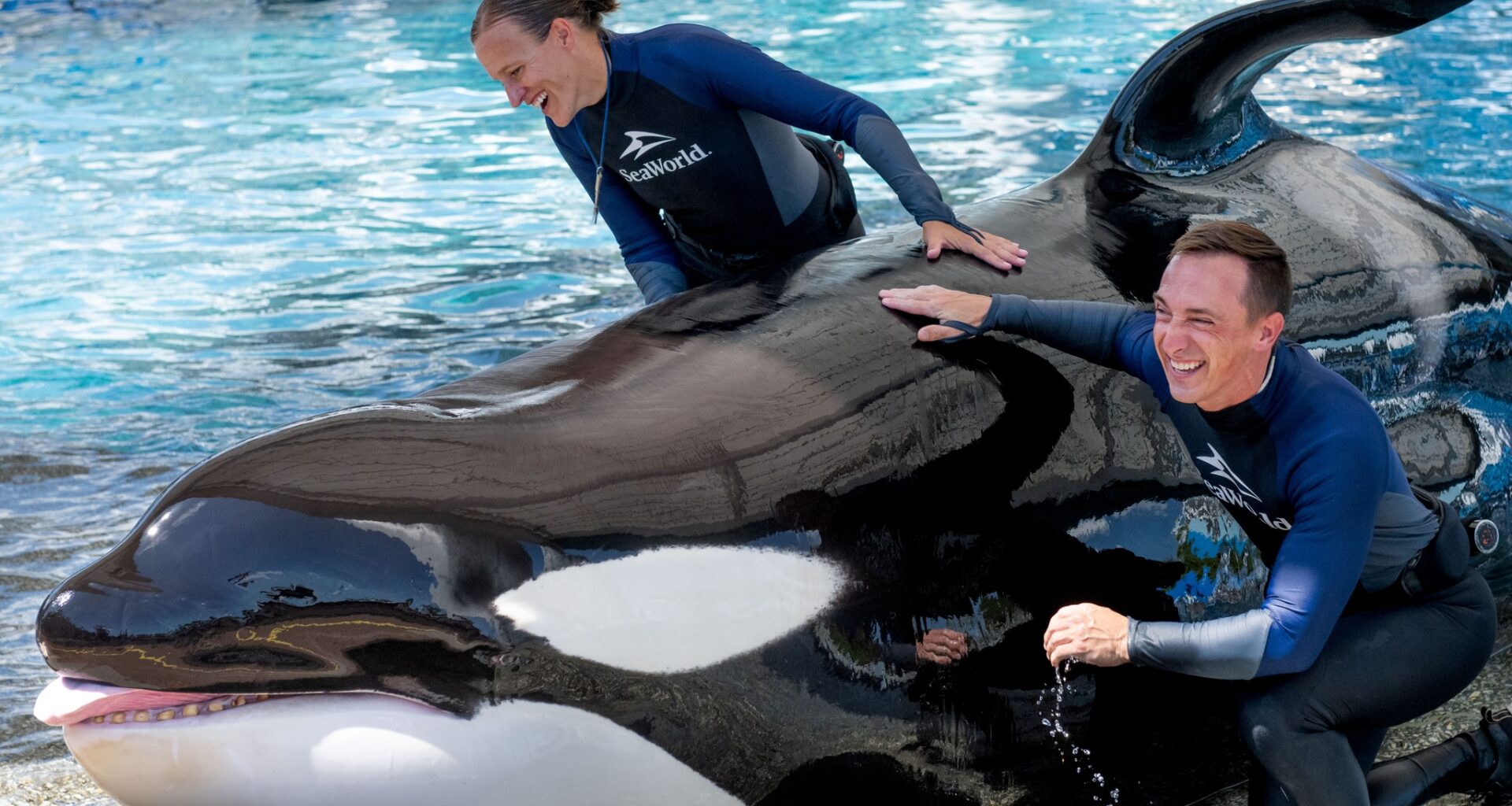 SeaWorld Orlando Mourns Loss of Beloved Orca Katina