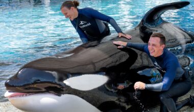 SeaWorld Orlando Mourns Loss of Beloved Orca Katina