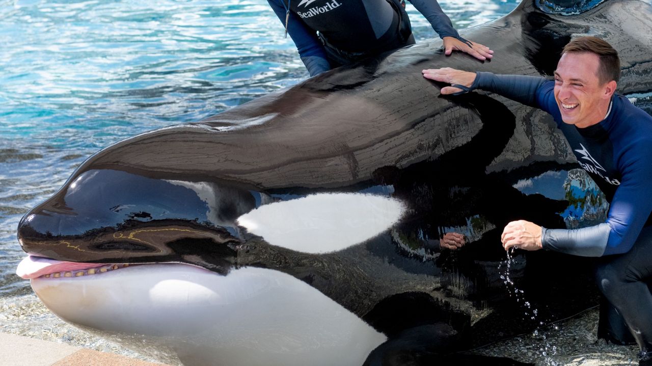 Two SeaWorld Orlando trainers and killer whale Katina, who died at age 50 over the weekend. (SeaWorld Orlando)