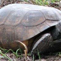 Cape Coral drivers urged to slow down for gopher tortoise safety | Lee County