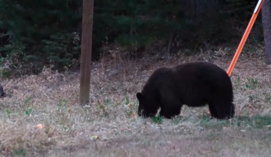Florida reinstates Black Bear hunt for first time in over a decade | Collier County