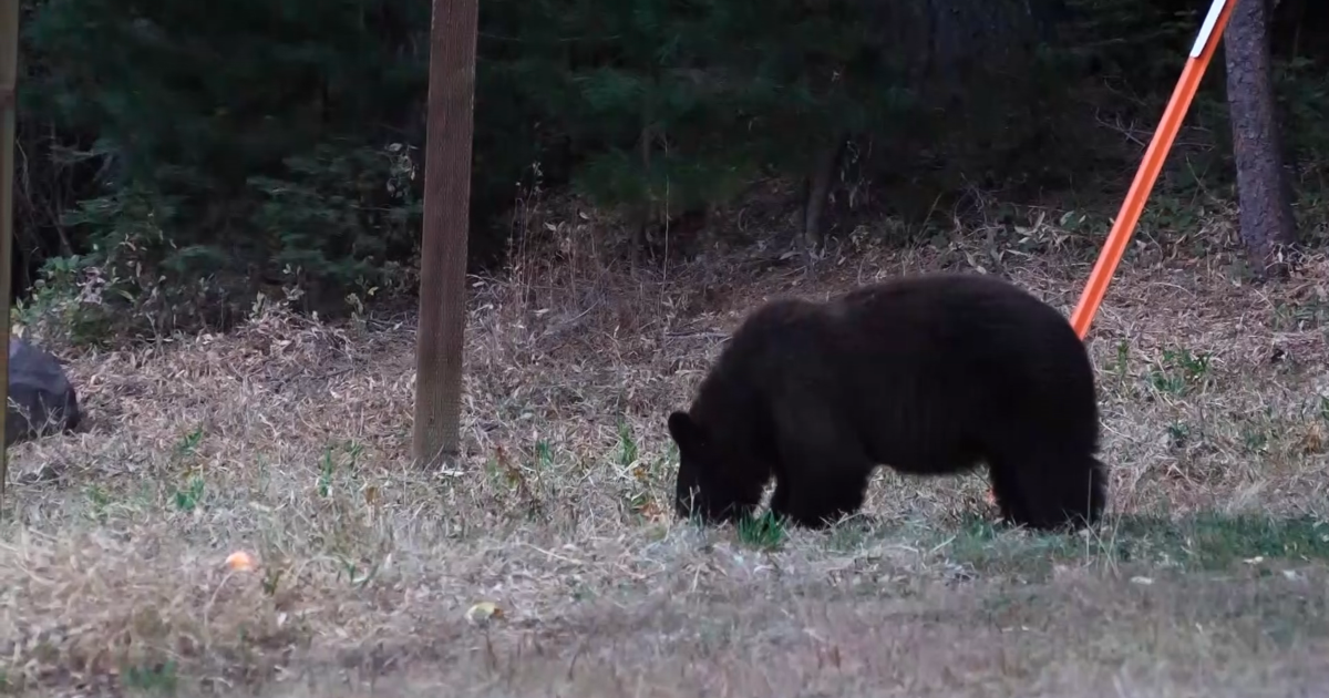 Florida reinstates Black Bear hunt for first time in over a decade | Collier County