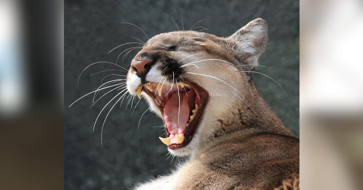 2 endangered Florida panthers killed by vehicle in Glades, Hendry counties | Glades County