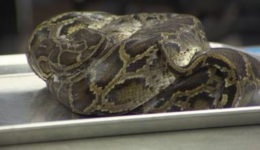 FGCU lab finds parasites in Florida's invasive reptiles | Lee County