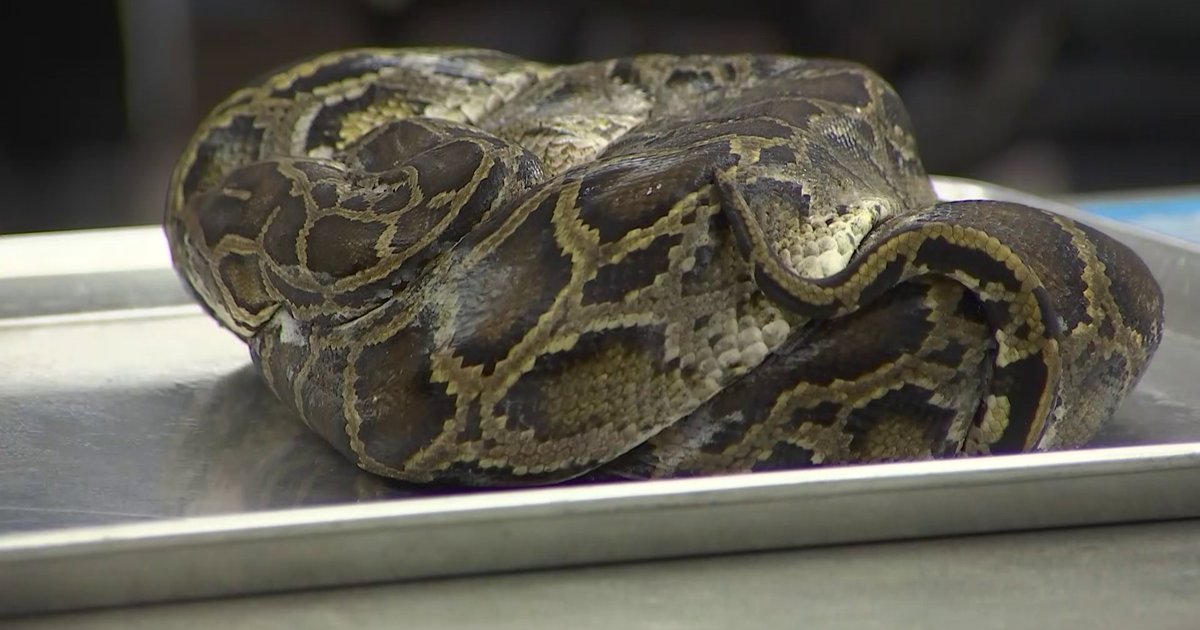 FGCU lab finds parasites in Florida's invasive reptiles | Lee County