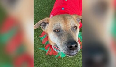 Cape Coral dog seeking home after almost 700 days in shelter | Lee County
