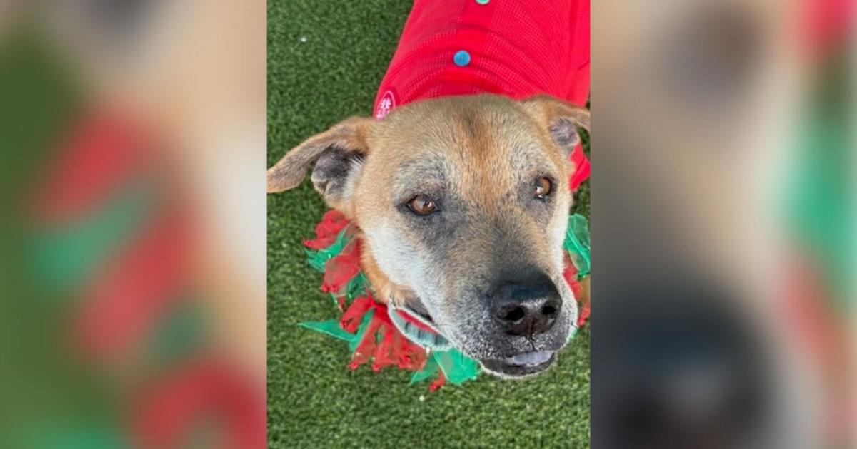 Cape Coral dog seeking home after almost 700 days in shelter | Lee County