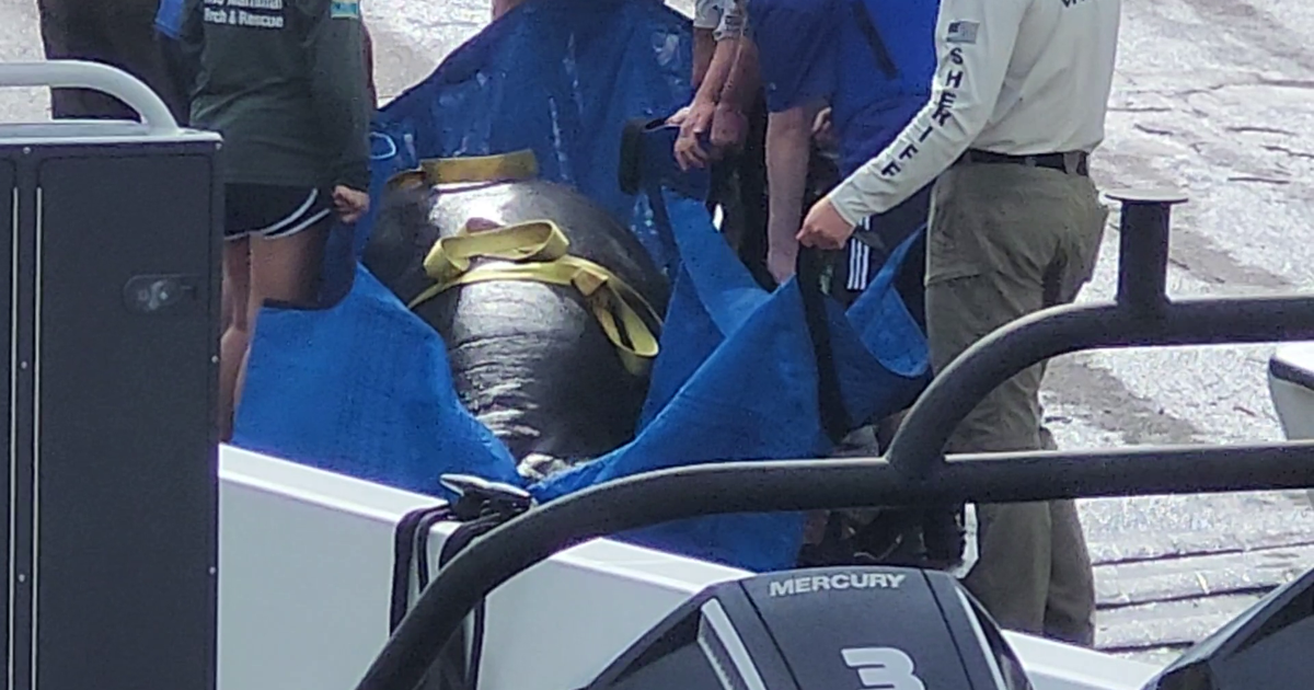 FWC rescues Cape Coral manatee after severe lung puncture | Lee County