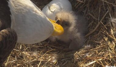 SWFL welcomes latest eaglet hatchling, E26 | Lee County