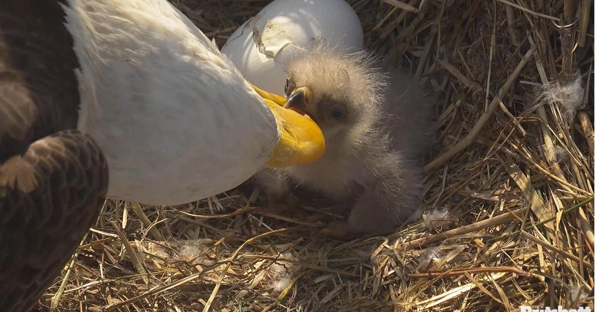 SWFL welcomes latest eaglet hatchling, E26 | Lee County