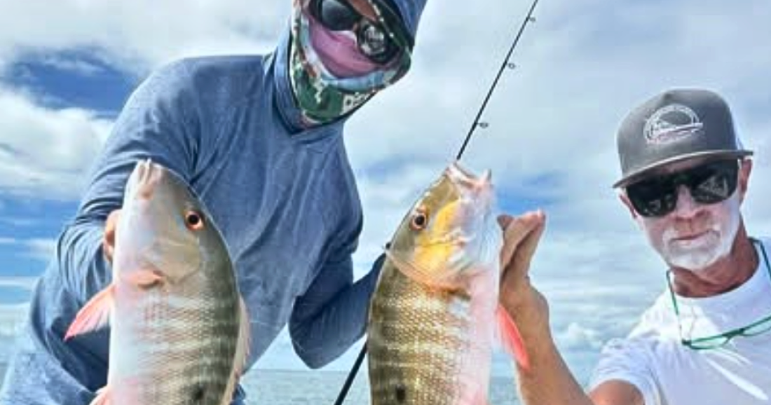 Tarpon have been biting at night | Fishing