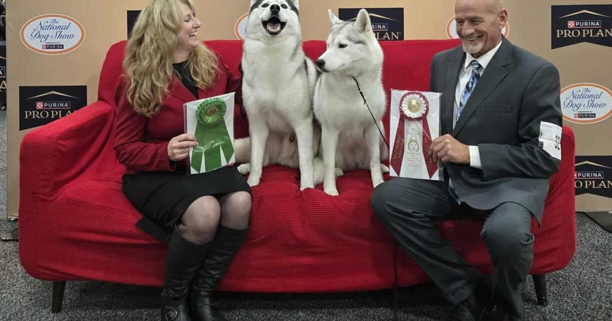Lancaster Kennel Club members show dogs at national show in Florida; 1 brings home special award | Local News