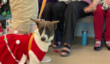Cape Coral Animal Shelter spreads holiday cheer to pets | Lee County