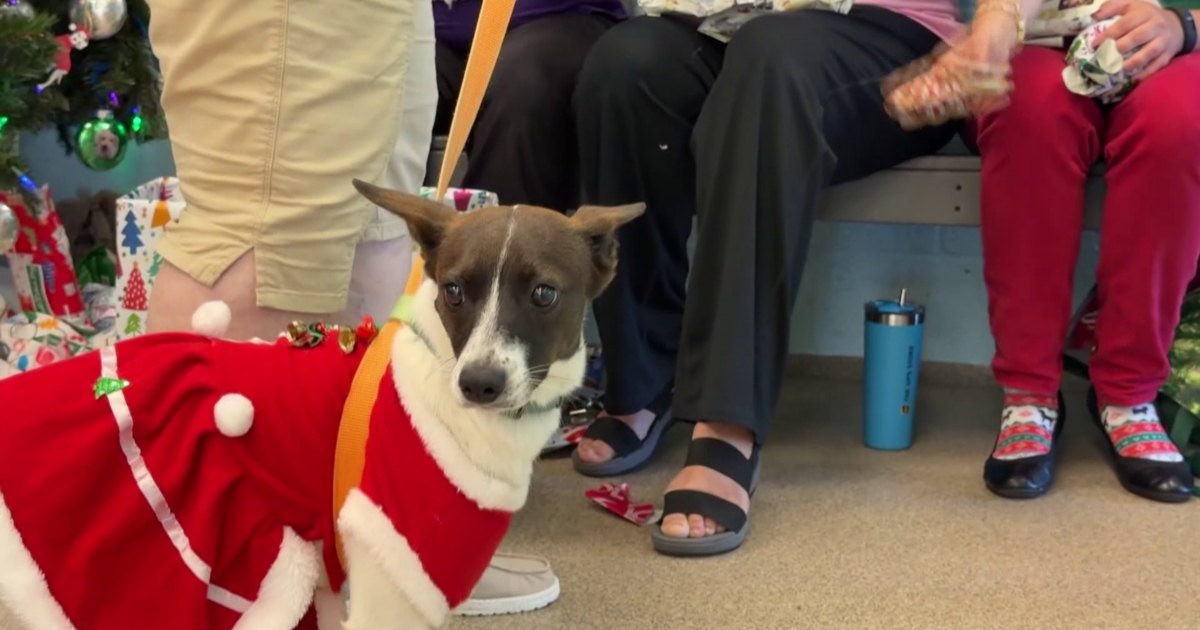 Cape Coral Animal Shelter spreads holiday cheer to pets | Lee County
