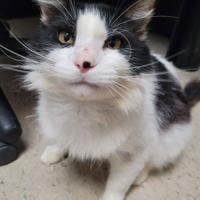 Pets of the Week | Online Features